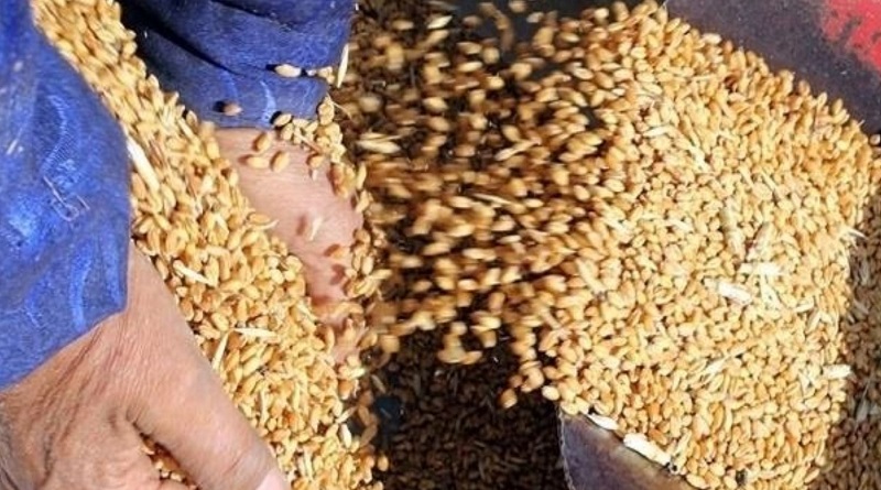 На Черниговщине «мыши съели» 600 тонн зерна Госрезерва