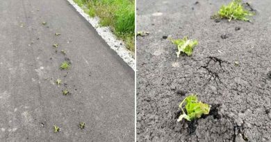 Ремонт дорог по-украински: на новой асфальтированной трассе проросла трава