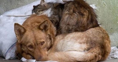 Зеленский подписал закон, который запрещает убивать бездомных животных