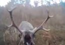 В Польше олень напал на охотившегося на него мужчину (видео)