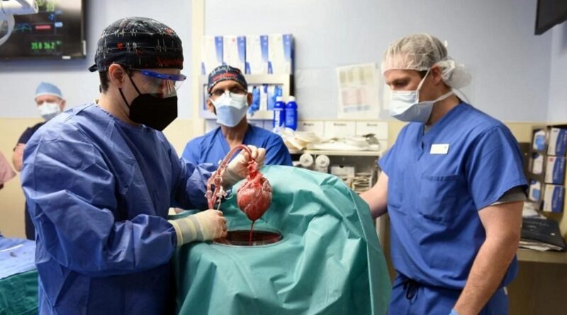 Пересадка свиного сердца человеку: стало известно, как чувствует себя пациент