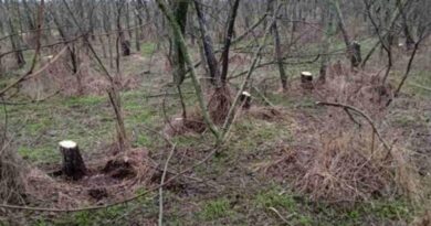На Миколаївщині на території ландшафтного парку затримали «чорних лісорубів»