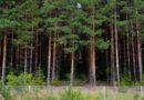 На Миколаївщині незаконно передали до приватних рук територію лісу за 2,7 мільйона