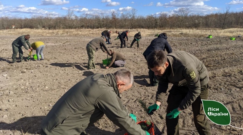 На півдні України стартувала рекордна висадка дерев: так багато ще не садили ніколи